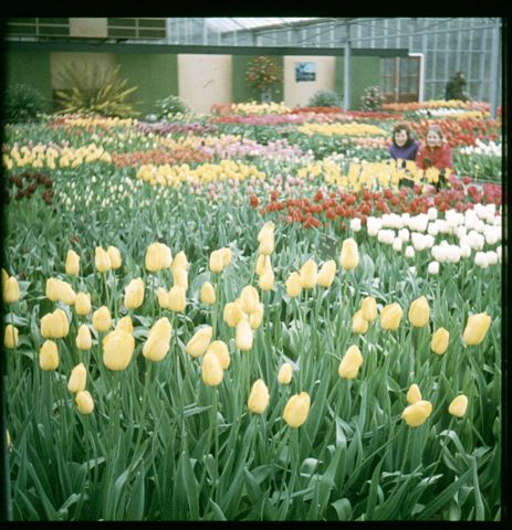 Keukenhof2